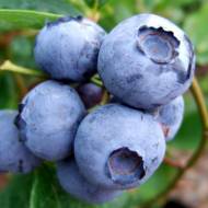 Саджанець Лохина Санрайз в контейнері